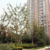 創(chuàng)新科技資訊：北京二季度一手普通住宅成交面積同比上升110%