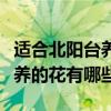 適合北陽(yáng)臺(tái)養(yǎng)的花有哪些（請(qǐng)教下適合在陽(yáng)臺(tái)養(yǎng)的花有哪些）