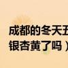 成都的冬天五彩斑斕銀杏黃了（我想問成都的銀杏黃了嗎）