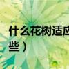 什么花樹適應(yīng)室內(nèi)（有誰清楚室內(nèi)景觀樹有哪些）