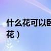 什么花可以臥室種植（求告知臥室應(yīng)該插什么花）
