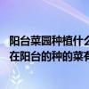 陽臺菜園種植什么菜好（武漢陽臺菜園需要什么裝置呢 適合在陽臺的種的菜有哪些）