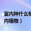 室內(nèi)種什么植物吸收甲醛（誰清楚如何種好室內(nèi)植物）