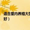 適合室內(nèi)養(yǎng)殖大型觀賞植物（哪位知道室內(nèi)放什么大型植物好）