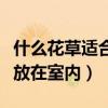 什么花草適合放在室內(nèi)（誰(shuí)清楚什么花草適合放在室內(nèi)）