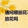 請(qǐng)問(wèn)哪些花不宜放在室內(nèi)呢 哪位知道室內(nèi)能放花嗎 
