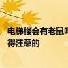 電梯樓會(huì)有老鼠嗎 想問(wèn)一下樓梯房8樓會(huì)有老鼠嗎 有什么值得注意的 