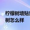 檸檬樹墻貼效果圖大全 電視背景墻貼紙檸檬樹怎么樣 檸檬樹墻貼效果圖大全 電視背景墻貼紙檸檬樹怎么樣