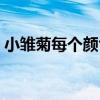 小雛菊每個(gè)顏色的寓意 小雛菊的花語(yǔ)是什么 