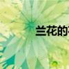 蘭花的花語 蘭花的花語是什么 
