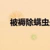 被褥除螨蟲(chóng)最好的辦法 被褥怎么除螨蟲(chóng) 