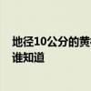 地徑10公分的黃櫨價(jià)格 哪個(gè)能給我一份苗木黃櫨的報(bào)價(jià)單 誰(shuí)知道 
