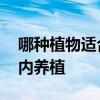 哪種植物適合室內(nèi)養(yǎng) 問一問什么植物適合室內(nèi)養(yǎng)植 