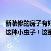 新裝修的房子有好多小蟲子怎么回事 房間裝修完后一直都有這種小蟲子！這是什么蟲子 怎么處理 