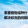 家里植物墻種什么好 現(xiàn)代家裝室內(nèi)植物墻開(kāi)始流行了 如何解決蚊蟲(chóng)的問(wèn)題呢 家里植物墻種什么好 現(xiàn)代家裝室內(nèi)植物墻開(kāi)始流行了 如何解決蚊蟲(chóng)的問(wèn)題呢