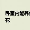 臥室內能養(yǎng)什么花 求告知臥室可以養(yǎng)些什么花 