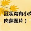 冠狀溝有小肉芽不疼不癢是啥呀（冠狀溝有小肉芽圖片）