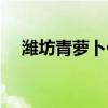 濰坊青蘿卜什么時候收獲（濰坊青蘿卜）