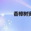 香樟樹(shù)資料數(shù)據(jù)（香樟樹(shù)的資料）