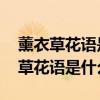 薰衣草花語(yǔ)是什么 薰衣草花語(yǔ)與寓意（薰衣草花語(yǔ)是什么）