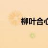 柳葉合心的瓔珞圖片（瓔珞圖片）