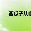 西瓜子從哪兒來(lái)的（西瓜子怎么來(lái)的）