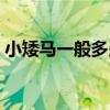 小矮馬一般多少錢一只（迷你馬多少錢一只）
