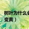 樹葉為什么會變黃ppt幼兒園（樹葉為什么會變黃）