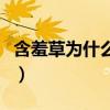 含羞草為什么會縮起來（含羞草為什么會收縮）