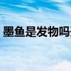 墨魚是發(fā)物嗎開刀后可吃嗎（墨魚是發(fā)物嗎）