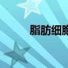 脂肪細胞圖片顯微鏡(脂肪細胞) 脂肪細胞圖片顯微鏡(脂肪細胞)