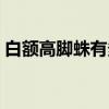 白額高腳蛛有多怕人（白額高腳蛛會報復(fù)嗎）