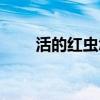 活的紅蟲怎么保存（紅蟲怎么保存）