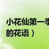 小花仙第一季四葉草是哪一集（小花仙四葉草的花語）