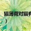 貓薄荷對(duì)貓有什么作用(貓薄荷對(duì)貓有危害么) 貓薄荷對(duì)貓有什么作用(貓薄荷對(duì)貓有危害么)
