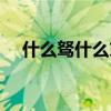 什么駑什么末四字成語（什么弩什么末）