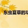 東蟲夏草的功效與作用及營養(yǎng)（東蟲夏草）