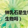 鐘乳石是生物嗎 為什么簡(jiǎn)單回答（鐘乳石是生物嗎）