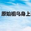 原始祖鳥(niǎo)身上覆蓋了與中華龍鳥(niǎo)（原始祖鳥(niǎo)）