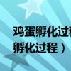 雞蛋孵化過(guò)程中溫度降到25度的影響（雞蛋孵化過(guò)程）