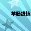 羊腸線植入手術(shù)的后遺癥（羊腸線）