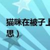 貓咪在被子上踩奶是什么意思（踩奶是什么意思）