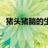 豬頭豬腦的生肖是哪個（豬頭豬腦的動物）