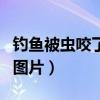 釣魚被蟲咬了很多紅疙瘩（被釣魚紅蟲感染的圖片）