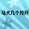 馬犬幾個(gè)月開始兇猛（馬犬幾個(gè)月開始變兇）