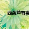 西葫蘆有毒嗎能吃嗎!（西葫蘆有毒嗎）