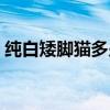 純白矮腳貓多少錢一只（矮腳貓多少錢一只）