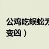 公雞吃蜈蚣為何會(huì)變兇狠（公雞吃蜈蚣為何會(huì)變兇）