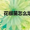 花椒苗怎么培育出來(lái)的（花椒苗怎么培育）