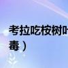 考拉吃桉樹葉中毒睡覺解毒（考拉吃桉樹葉中毒）